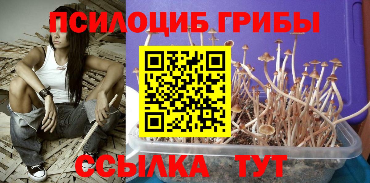 Шарыпово  Галлюциногенные грибы Psilocybe  Вход с VPN  Псилоцибиновые грибы мицелий 
